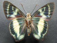 Adult Male Under of Green Awl - Hasora discolor mastusia